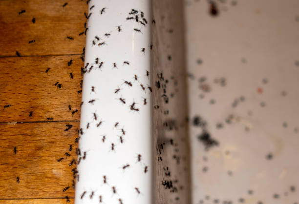 Best Exterminator Services  in Monroe, OH