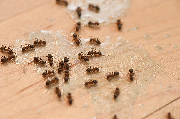 Best Emergency Pest Control  in Monroe, OH